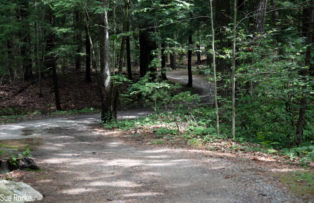 nature trail thru the woods