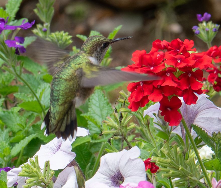 Hummingbird